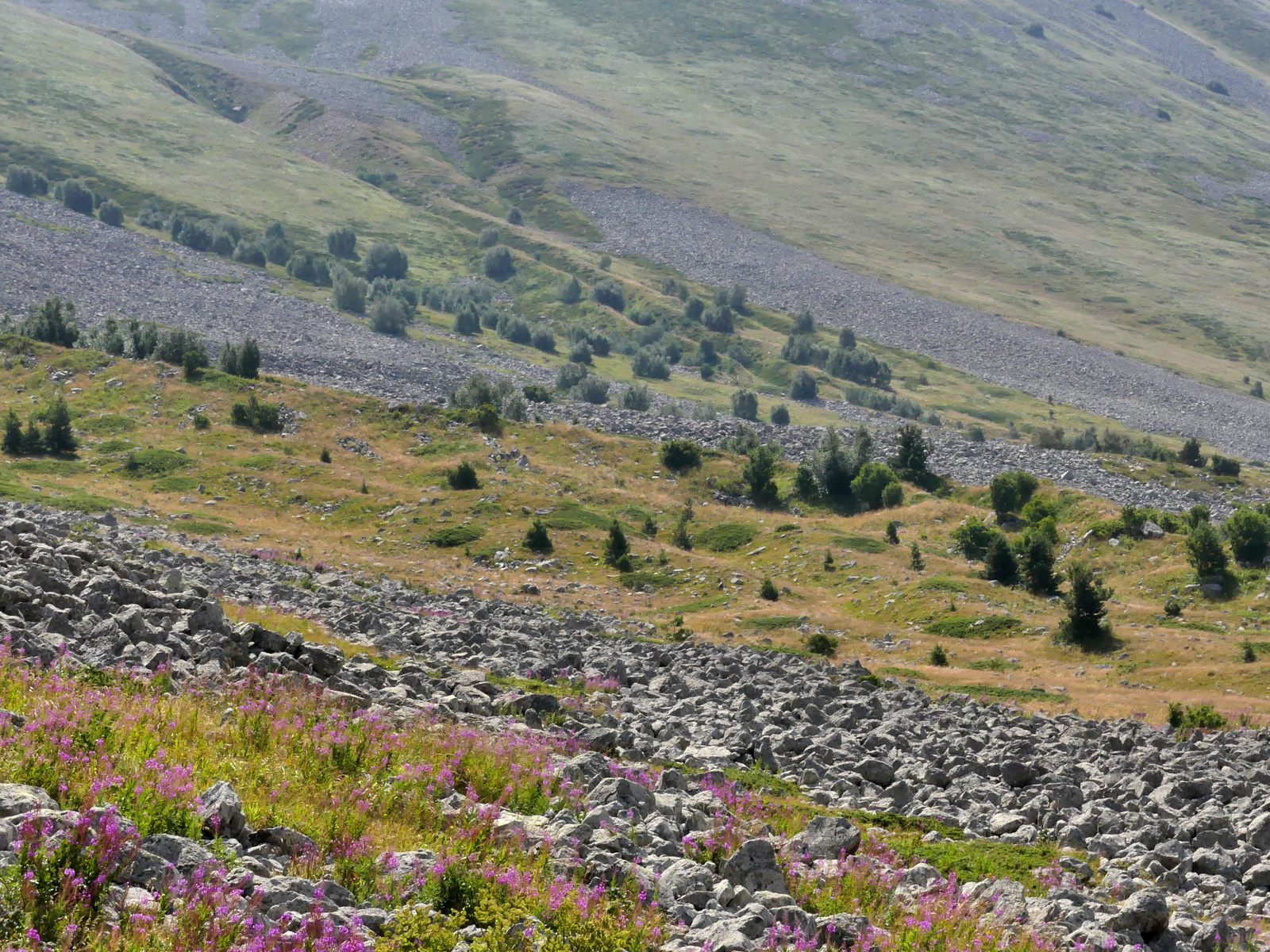 Massive V. darevskii habitat